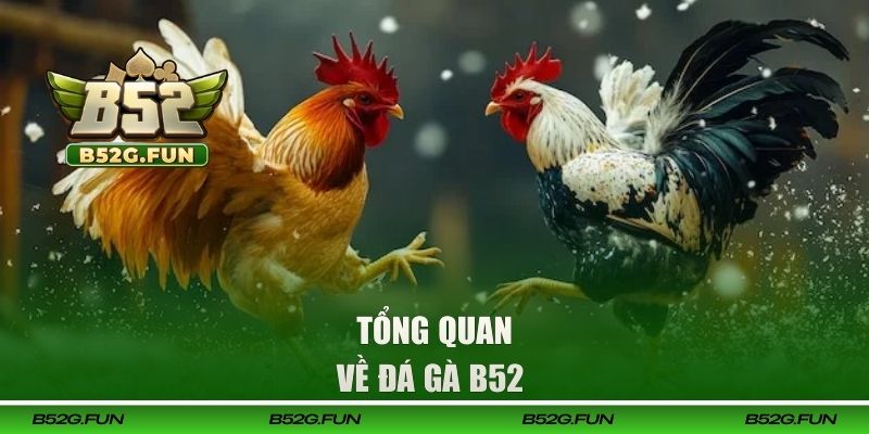 Tổng quan về đá gà B52